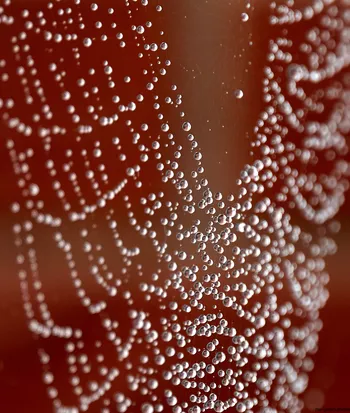 Droplets on spiders web.jpg